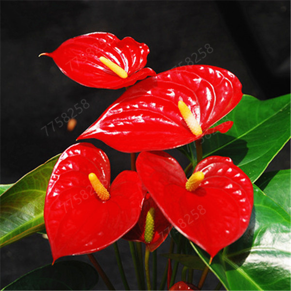 100 Pieces Anthurium Flower Seeds For Balcony Potting Perfect For Diy Landscaping Greenery Dcor - 25