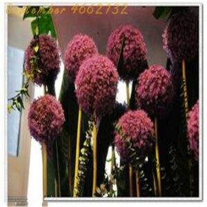 2019hot 100 Pcs Giant Allium Giganteum Bonsai Flower Plant Purple Organic Gorgeous Garden Decoration Seeds - 2