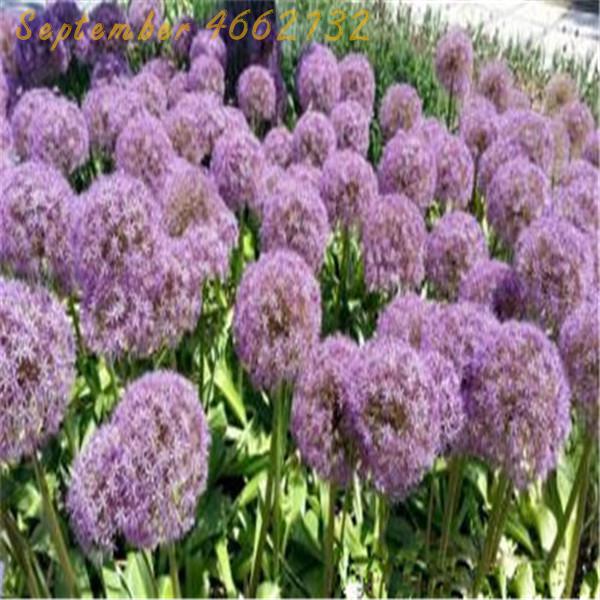 Hot 100 Pcs Giant Allium Giganteum Flower Seeds Purple Organic Beautiful Outdoor Decor - 7