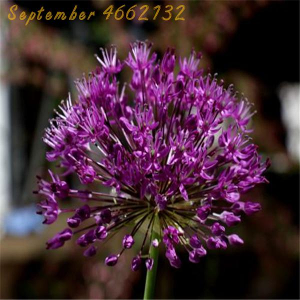 Hot 100 Pcs Giant Allium Giganteum Flower Seeds Purple Organic Beautiful Outdoor Decor - 5