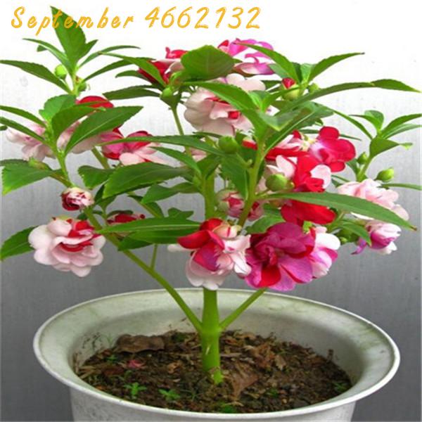 50pcs Balsam Flower Seeds Impatiens Balsamina Ideal For Indoor Outdoor Landscaping Decoration - 4