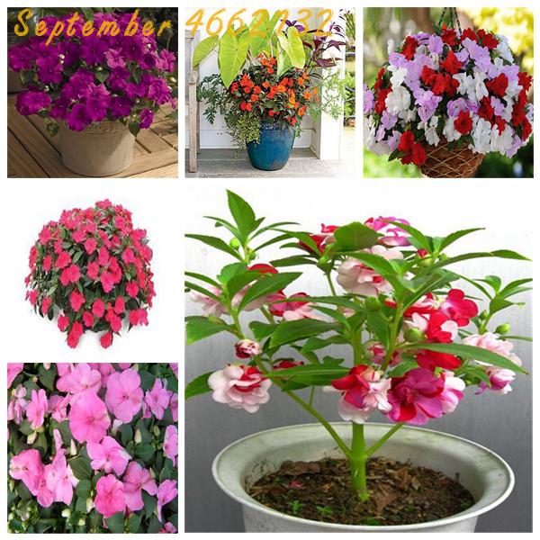 50pcs Balsam Flower Seeds Impatiens Balsamina Ideal For Indoor Outdoor Landscaping Decoration - 2