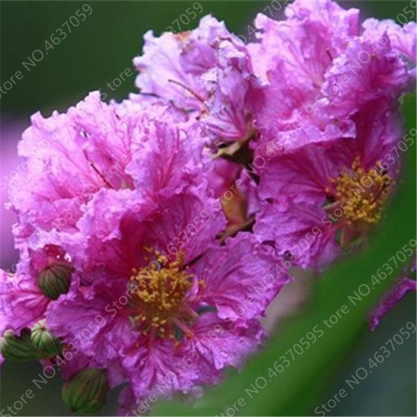 100 Pcs Lagerstroemia Perennial Crape Myrtle Flower Seeds For Indooroutdoor Decorative Landscaping - 6