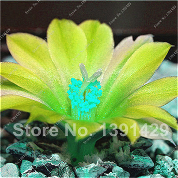 120 Pcs Lithops Mixed Succulents Raw Stone Cactus Stapelia Pulchella Seeds For Indoor Greenery Decoration - 3