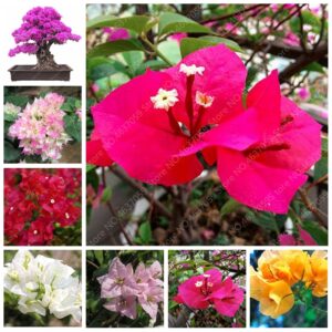 100 Pcs Colorful Bougainvillea Plant Perennial Spectabilis Willd Planta Garden Bonsai Flower Pot Seeds