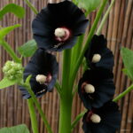 Big 100 Pcs Double Hollyhock Flower Bonsai Mixed Perennial Garden Decor Potted Althaea Rosea Flore To Seeds - 5