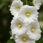 Big 100 Pcs Double Hollyhock Flower Bonsai Mixed Perennial Garden Decor Potted Althaea Rosea Flore To Seeds - 4