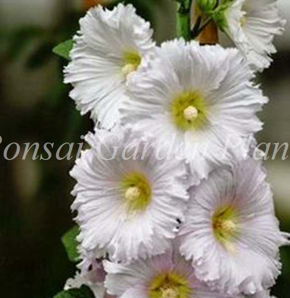 Large 100pack Double Hollyhock Flower Mixed Perennial Althaea Rosea Flore Seeds For Indooroutdoor Decor - 3