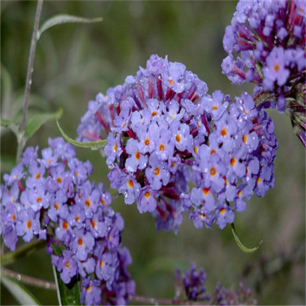 Butterfly Bush Flower Perennial Seeds Pack Of 100 Ideal For Indooroutdoor Landscaping And Greenery - 31