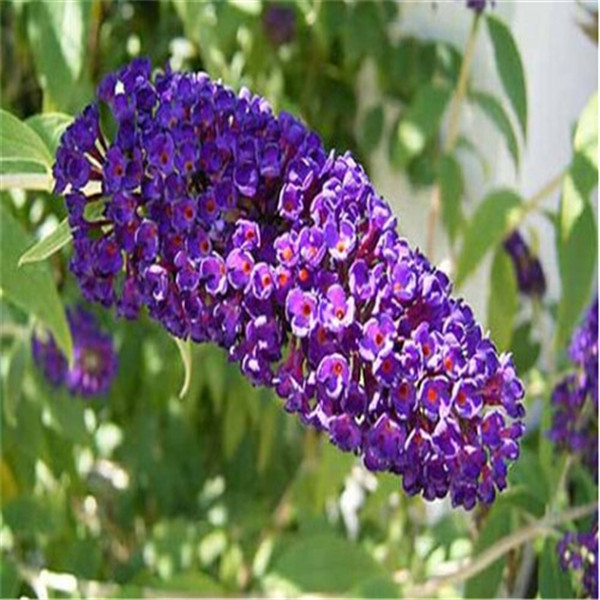 Butterfly Bush Flower Perennial Seeds Pack Of 100 Ideal For Indooroutdoor Landscaping And Greenery - 27