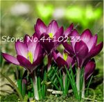 100 Pcs Freesia Bonsai Plant Flowers Orchid Colorful Fragrant Flower Gorgeous Diy Home Garden Balcony Beauty Planting Seeds - 6