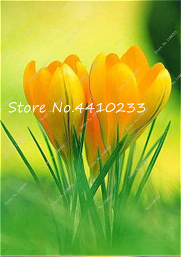 Fragrant 100 Pcs Freesia Seed Collection Colorful Orchidlike Blooms For Balcony Or Indoor Beautification - 2