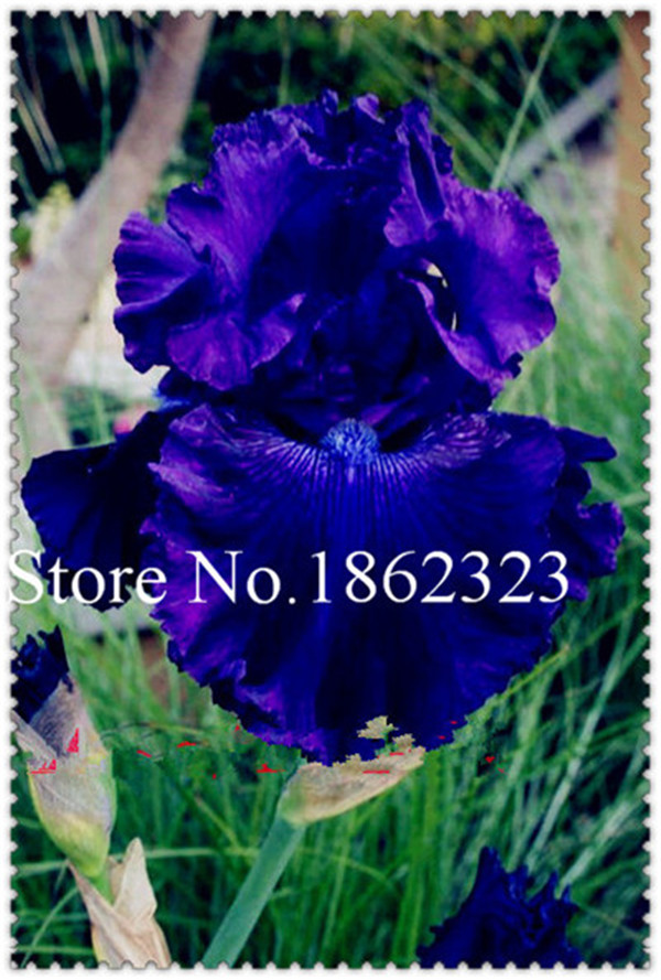 100piece Mixed Color Iris Flower Seeds Heirloom Tectorum Perennial Vibrant Flores For Landscaping - 7