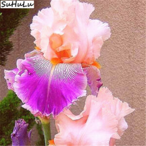 200 Pcs Blue Iris Plant Bearded Flower Flores Bonsai Perennial Gorgeous Cut Nature Plants Orchid Seeds - 2