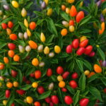 100 Pcs Cherry Pepper Bonsai Colorful Mix Sweet Bell Vegetables Paprika Home Garden Plants Seeds - 5