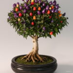 100 Pcs Cherry Pepper Bonsai Colorful Mix Sweet Bell Vegetables Paprika Home Garden Plants Seeds - 4