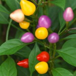 100 Pcs Cherry Pepper Bonsai Colorful Mix Sweet Bell Vegetables Paprika Home Garden Plants Seeds - 3