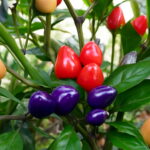100 Pcs Cherry Pepper Bonsai Colorful Mix Sweet Bell Vegetables Paprika Home Garden Plants Seeds - 2