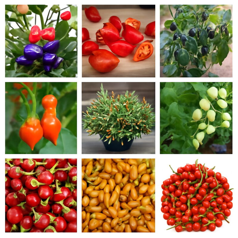 100 Pcs Cherry Pepper Bonsai Colorful Mix Sweet Bell Vegetables Paprika Home Garden Plants Seeds