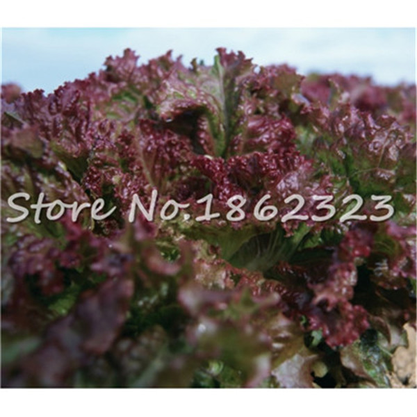 200 Pcs Nutrientrich Lettuce Seeds Delicious For Salad Chinese Leaf Variety Vitaminenriched Veggies - 8