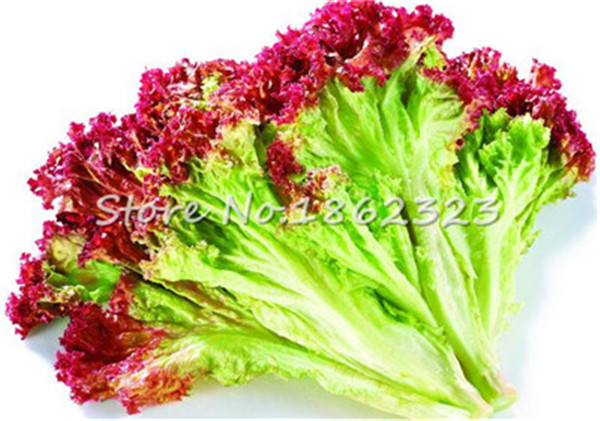 200 Pcs Nutrientrich Lettuce Seeds Delicious For Salad Chinese Leaf Variety Vitaminenriched Veggies - 6