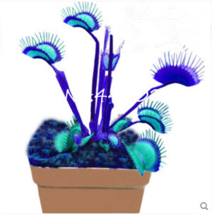 Bonsai 150 Pcs Lot Potted Insectivorous Plants Dionaea Muscipula Giant Clip Venus Flytrap Diy Home Garden Seeds - 2