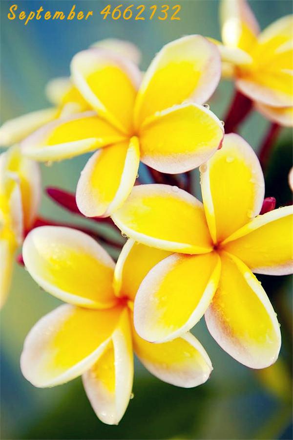 Exclusive 200piece Frangipani Hawaiian Lei Flower Exotic Eggflower Vibrant Color Diy Seeds Collection - 9