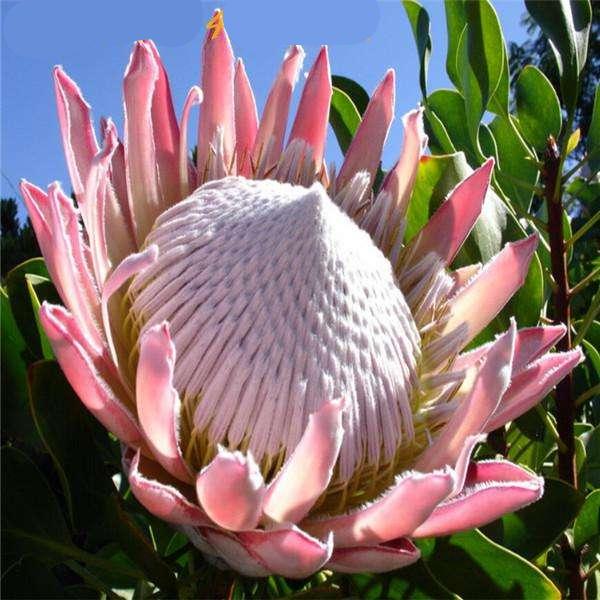 50pack Fresh Protea Seeds Exotic Flower Variety For Indoor And Outdoor Cultivation - 5