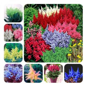 100 Pcs Astilbe Chinensis Pumila Bonsai Flowers Perennial Grass Plants Mixed Tropical Flower Diy Home Garden Land Seeds