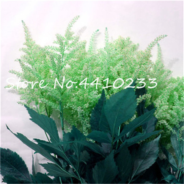 100 Pcs Astilbe Chinensis Pumila Flowers Perennial Grass Mixed Tropical Seeds For Diy Landscaping - 2