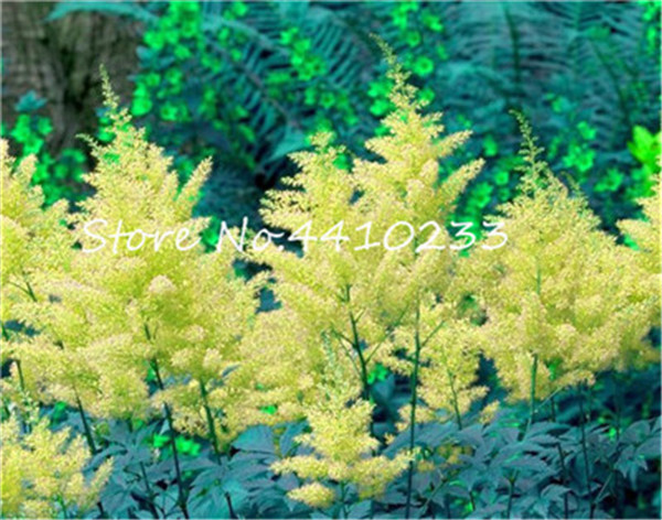 100 Pcs Astilbe Chinensis Pumila Flowers Perennial Grass Mixed Tropical Seeds For Diy Landscaping - 1