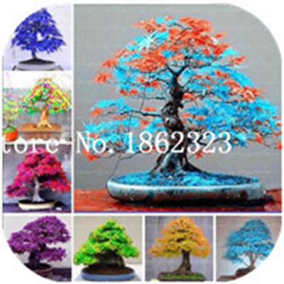 100 Pcs Organic Giant Gourmet Mushroom Healthy Vegetable Seeds For Sustainable Farming Ecofriendly Agriculture - 10