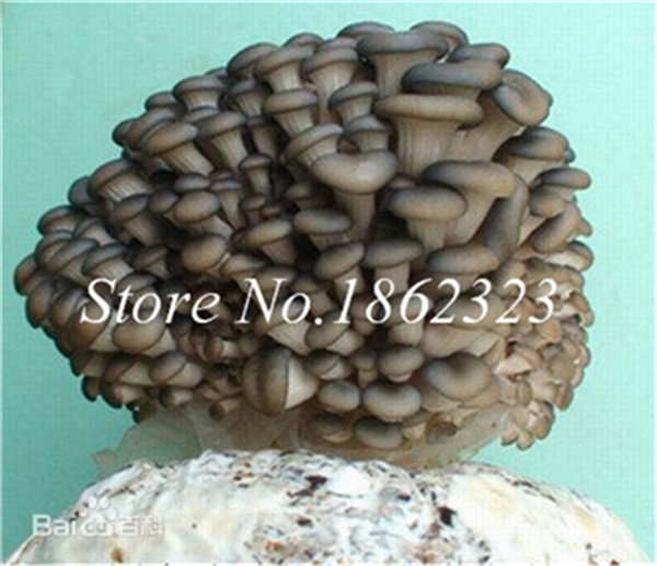 100 Pcs Organic Giant Gourmet Mushroom Healthy Vegetable Seeds For Sustainable Farming Ecofriendly Agriculture - 9