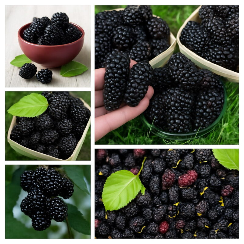 Mulberry Bonsai Sweet Black Berry Giant Plants Fruit Plant Tohum Tree Garden Bush Diy Home 100 Pcs Seeds