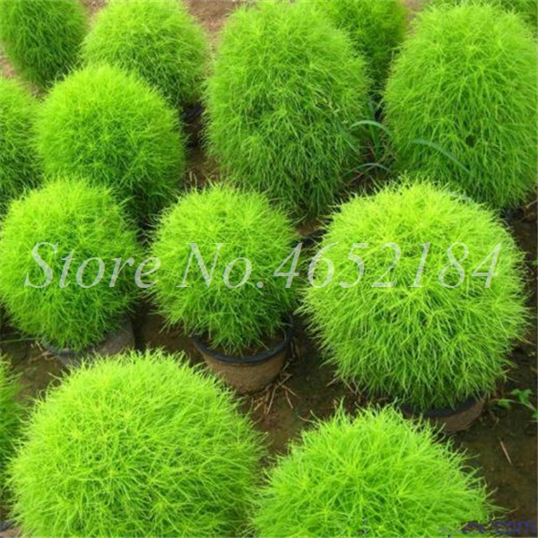 100 Pcs Vibrant Grass Perennial Burning Bush Kochia Scoparia Decorative Bloom Seeds For Landscaping - 4