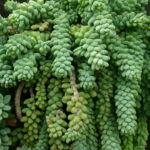 200 Pcs Pearl Chlorophytum Onsai Beads Hanging Type Of Home Balcony Potted Plant Absorb Formaldehyde Seeds - 6 200 Pcs Pearl Chlorophytum Onsai Beads Hanging Type Of Home Balcony Potted Plant Absorb Formaldehyde Seeds - 6