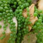 200 Pcs Pearl Chlorophytum Onsai Beads Hanging Type Of Home Balcony Potted Plant Absorb Formaldehyde Seeds - 4 200 Pcs Pearl Chlorophytum Onsai Beads Hanging Type Of Home Balcony Potted Plant Absorb Formaldehyde Seeds - 4