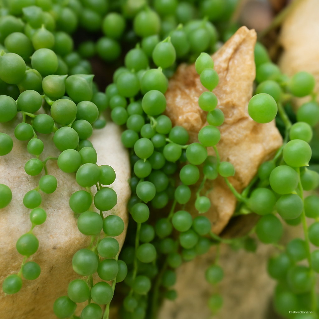 200 Pcs Pearl Chlorophytum Onsai Beads Hanging Type Of Home Balcony Potted Plant Absorb Formaldehyde Seeds - 4