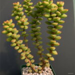 200 Pcs Pearl Chlorophytum Onsai Beads Hanging Type Of Home Balcony Potted Plant Absorb Formaldehyde Seeds - 3 200 Pcs Pearl Chlorophytum Onsai Beads Hanging Type Of Home Balcony Potted Plant Absorb Formaldehyde Seeds - 3