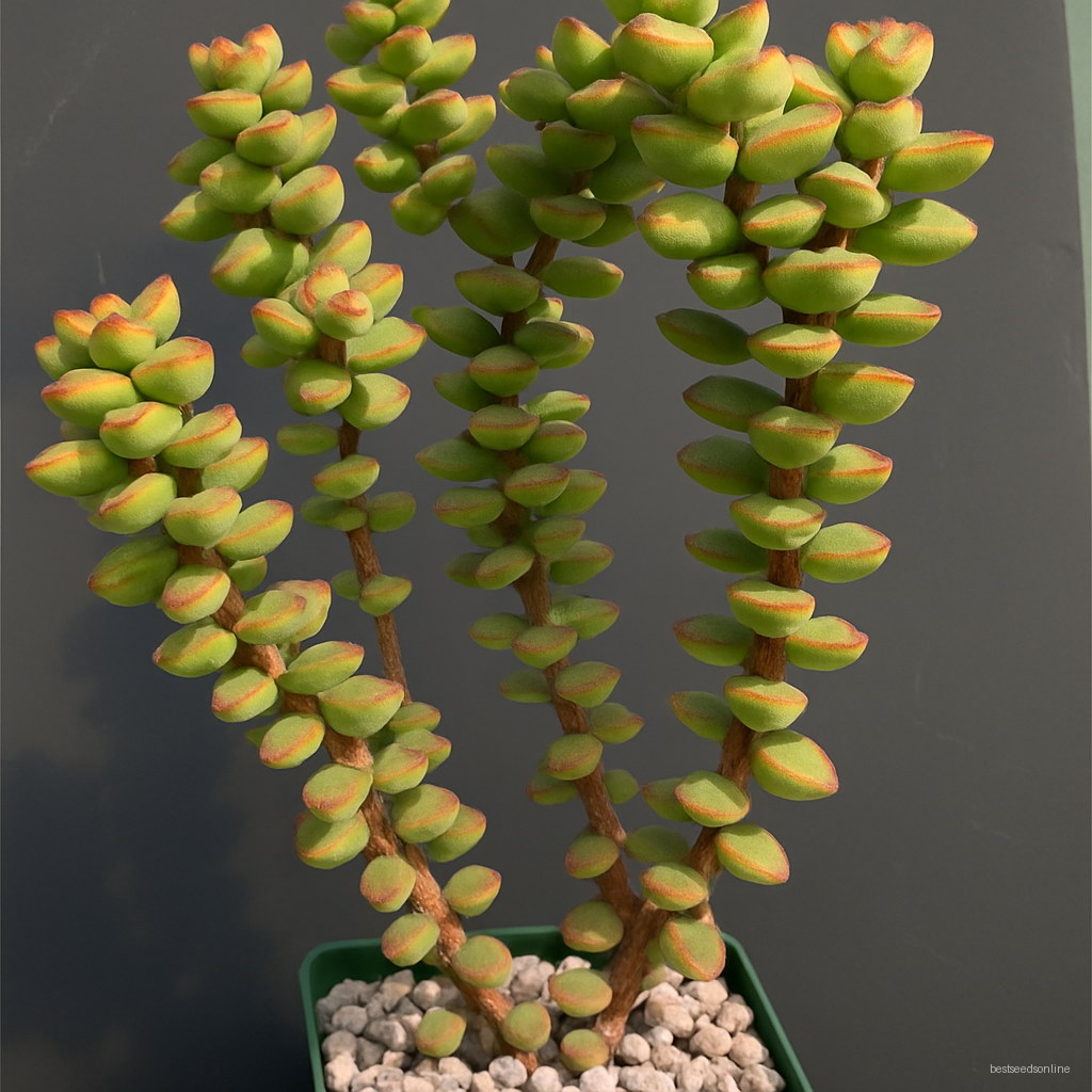 200 Pcs Pearl Chlorophytum Onsai Beads Hanging Type Of Home Balcony Potted Plant Absorb Formaldehyde Seeds - 3