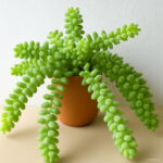 200 Pcs Pearl Chlorophytum Onsai Beads Hanging Type Of Home Balcony Potted Plant Absorb Formaldehyde Seeds - 2 200 Pcs Pearl Chlorophytum Onsai Beads Hanging Type Of Home Balcony Potted Plant Absorb Formaldehyde Seeds - 2