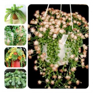 200 Pcs Pearl Chlorophytum Onsai Beads Hanging Type Of Home Balcony Potted Plant Absorb Formaldehyde Seeds