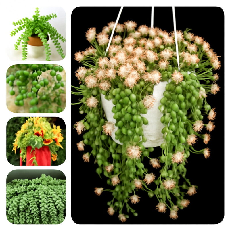 200 Pcs Pearl Chlorophytum Onsai Beads Hanging Type Of Home Balcony Potted Plant Absorb Formaldehyde Seeds