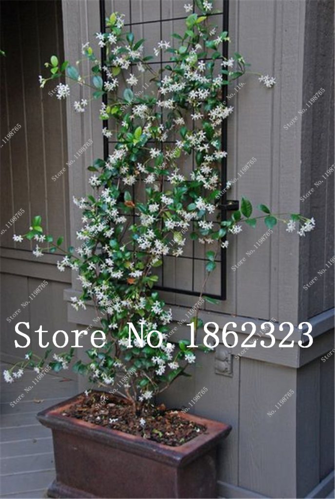 50 Pcs Climbing Plants Bonsai Jasmine Flower Amazing Smell & Beautiful