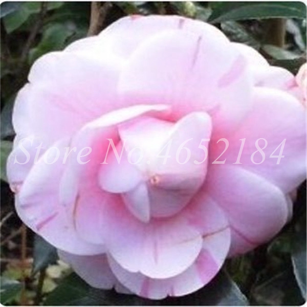 Five Pack Colorful Camellia Seeds Perennial Indoor Blooming Flower For Pot Cultivation - 9