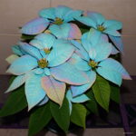 100 Pcs Bonsai Poinsettia Plant Euphorbia Pulcherrima Flowering Plants Balcony Potted Radiation Absorption Seeds - 5