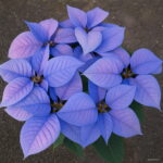 100 Pcs Bonsai Poinsettia Plant Euphorbia Pulcherrima Flowering Plants Balcony Potted Radiation Absorption Seeds - 4