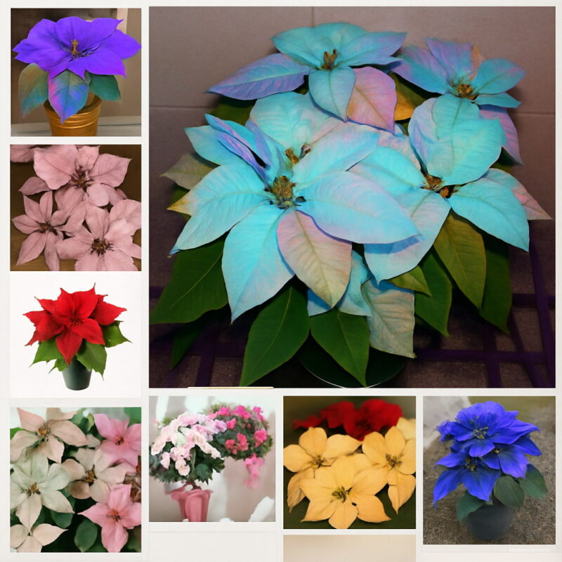 100 Pcs Bonsai Poinsettia Plant Euphorbia Pulcherrima Flowering Plants Balcony Potted Radiation Absorption Seeds