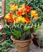 50 Pcs Colorful Canna Lily Bonsai Diy Potted Plants Indoor & Outdoor Mixed Colors Blooming Garden Flowers Planta Seeds - 4