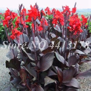50 Pcs Colorful Canna Lily Bonsai Diy Potted Plants Indoor & Outdoor Mixed Colors Blooming Garden Flowers Planta Seeds - 2